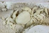 Fossil Crab (Potamon) Preserved in Travertine - Turkey #121372-1
